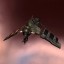 Republic Fleet Firetail Republic Fleet Firetail