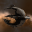 LCS Amarr Station 150k